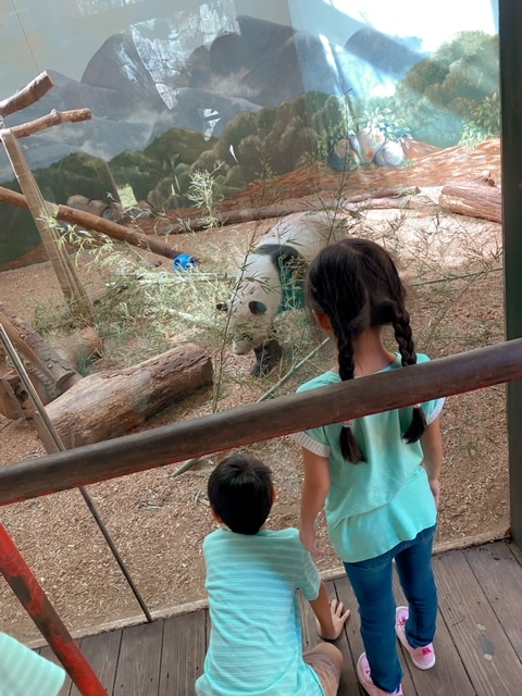 2 children observing the Giant Pandas