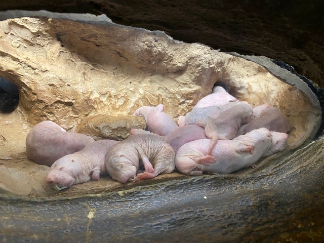 Naked Mole Rats at Zoo Atlanta